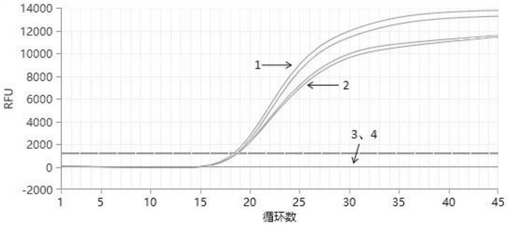 Fluorescent quantitative PCR primer group and kit for detecting European eel circovirus