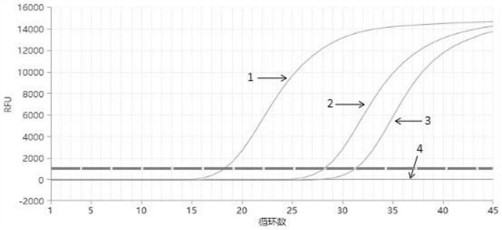 Fluorescent quantitative PCR primer group and kit for detecting European eel circovirus