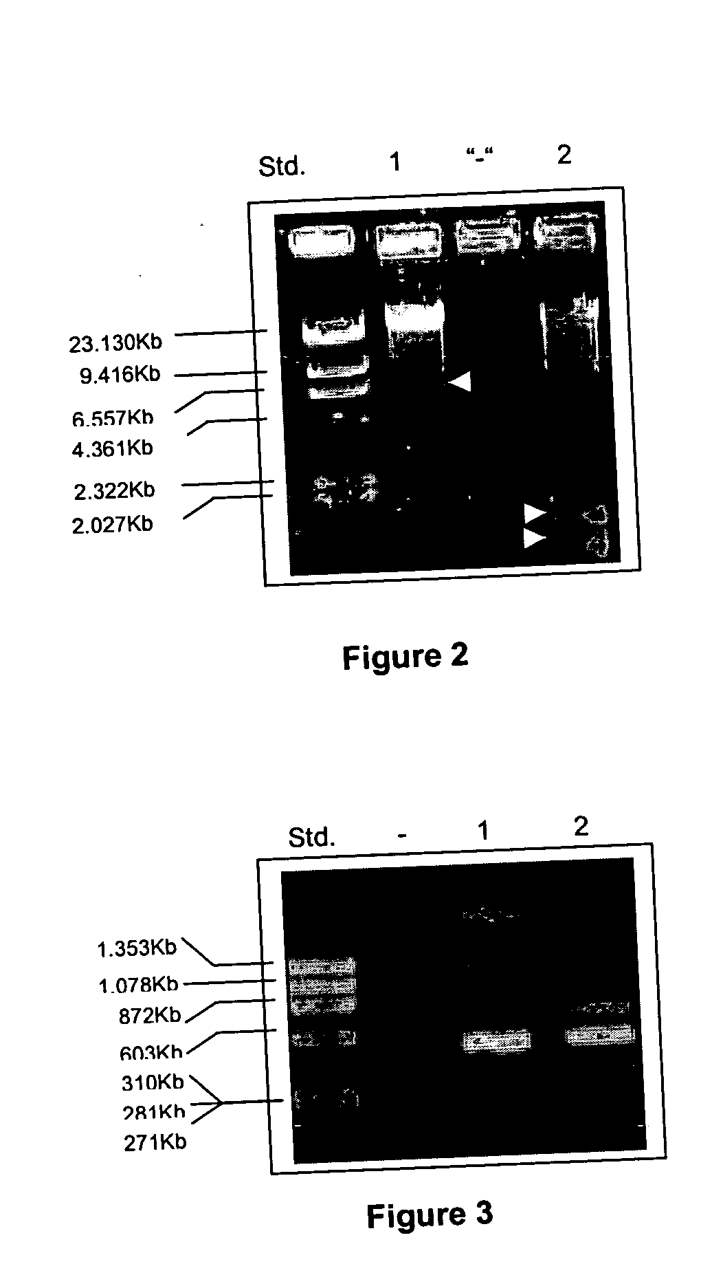 Bacteria strain wenelen DSM 16786, use of said bacteria for leaching of ores or concentrates containing metallic sulfide mineral species and leaching processes based on the use of said bacteria or mixtures that contain said bacteria