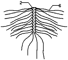 Method for restoring degraded riparian zone through imitated vegetation