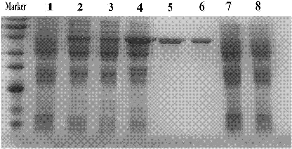 ELISA (enzyme linked immunosorbent assay) kit for detecting PPRV (peste des petits ruminants virus) antibody