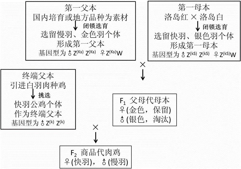 Small rkatsiteli fryer three-line matched seed production method