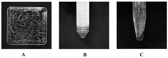 Composition for preparing populus tomentosa leaf and/or root tissue protoplast and reagent and method