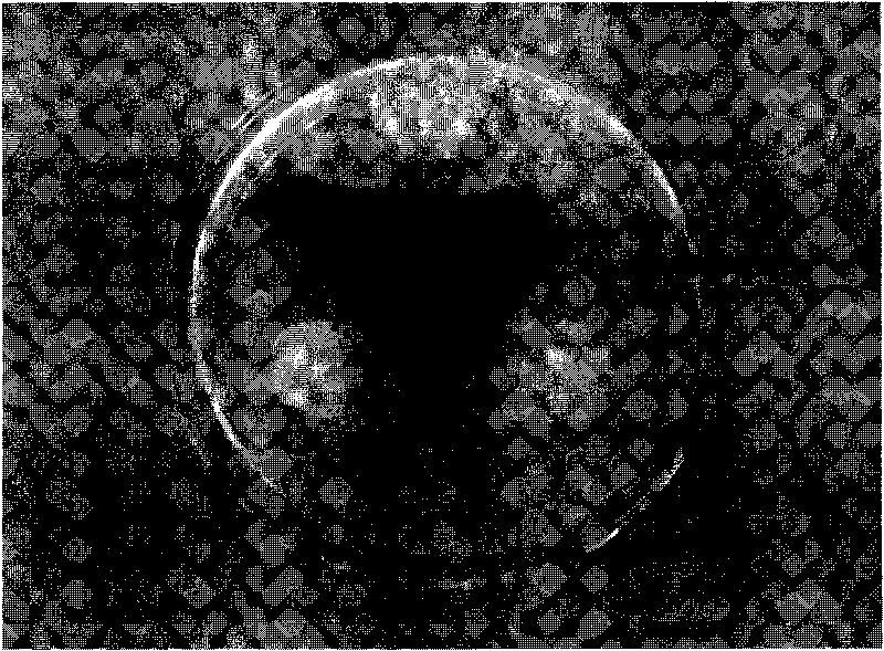 Bacillus subtilis A16, preparation method thereof and application thereof