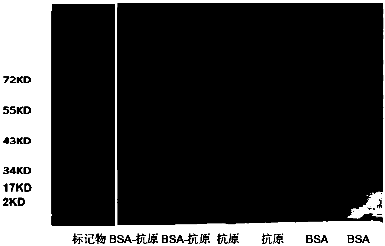 Homogeneous immunodetection kit for detecting anti-cyclic citrullinated peptide antibody and application thereof