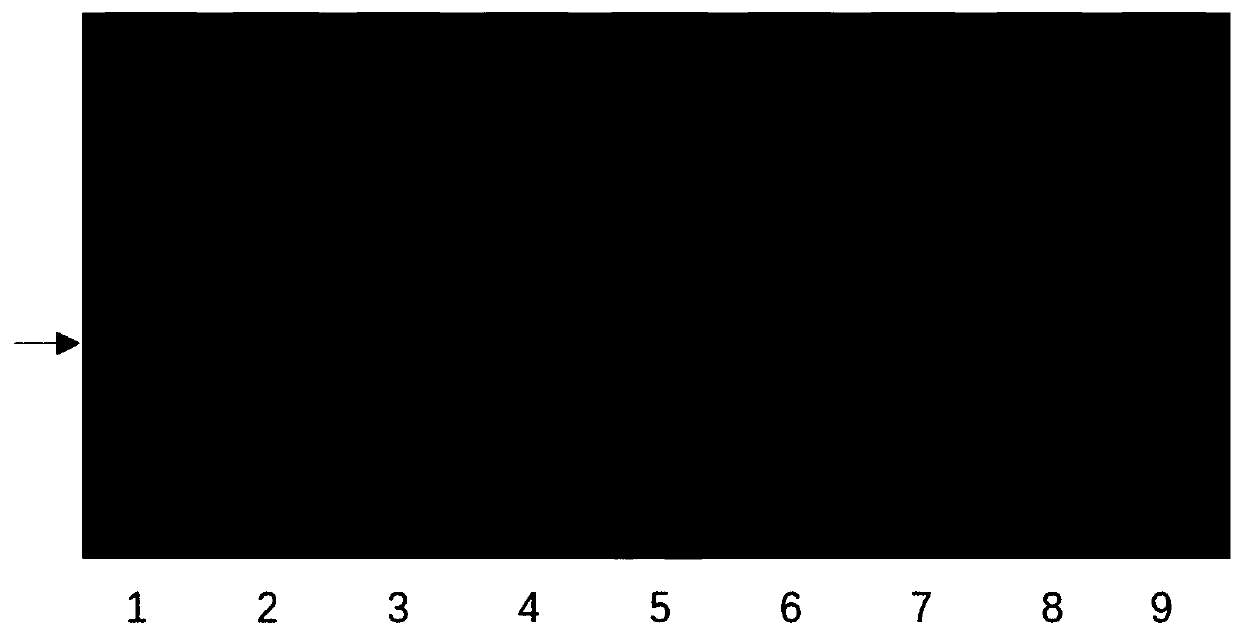 Molecular marker closely linked to the wheat stalk rot resistance QTL and application thereof