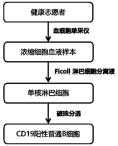 Application of GSK-3beta inhibitor to in-vitro induction of human Breg cells and method for separating and inducing Breg cells