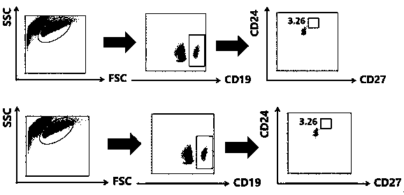 Application of GSK-3beta inhibitor to in-vitro induction of human Breg cells and method for separating and inducing Breg cells