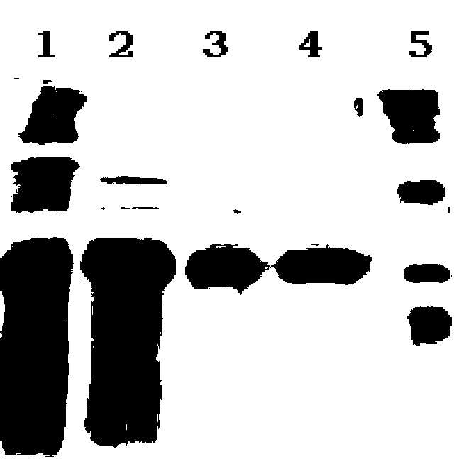 Method for separating and purifying recombinant protein A