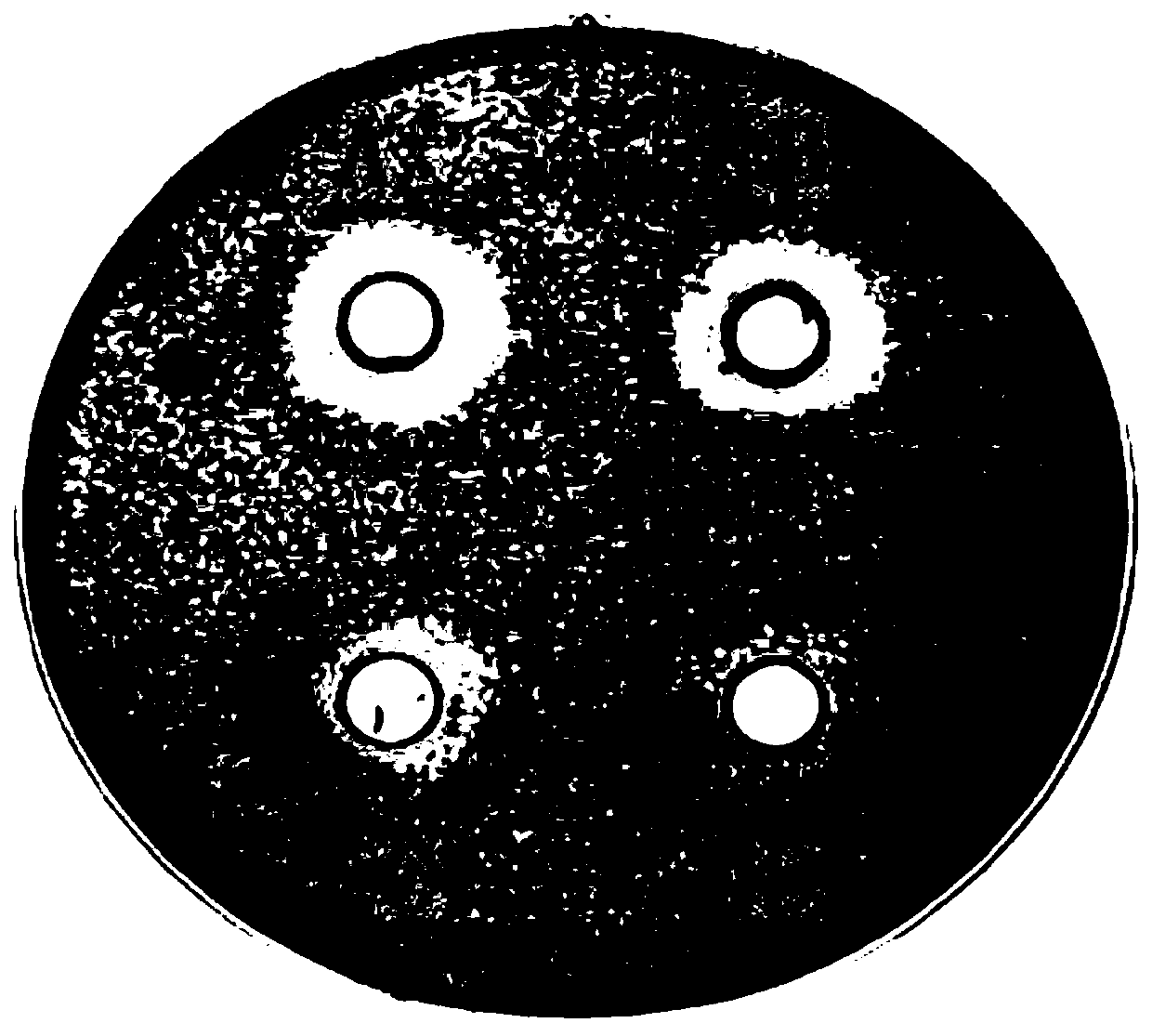 A strain of Lactobacillus salivarius and its application