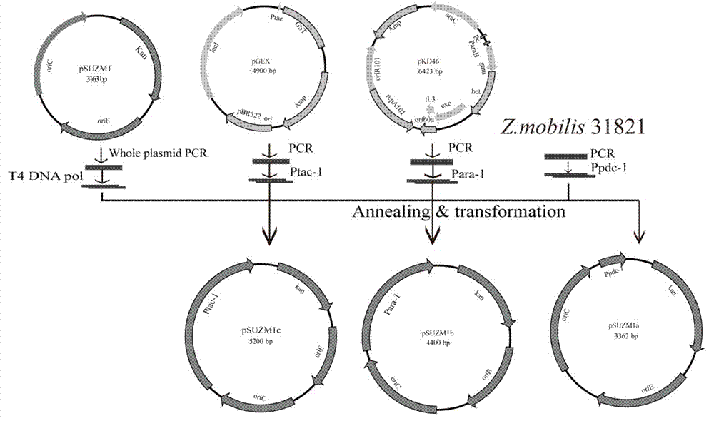 Series of Zymomonas mobilis expression vectors pSUZM, and construction method thereof