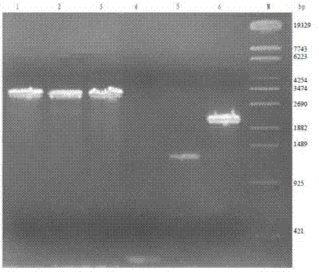 Series of Zymomonas mobilis expression vectors pSUZM, and construction method thereof