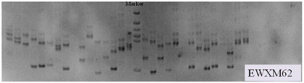 Primer group, marking method and application of EST-SSR (Expressed Sequence Tag-Simple Sequence Repeats) molecular marker of macrobrachium nipponense