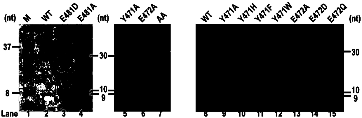 Hog cholera virus NS5B protein fidelity mutant and application thereof