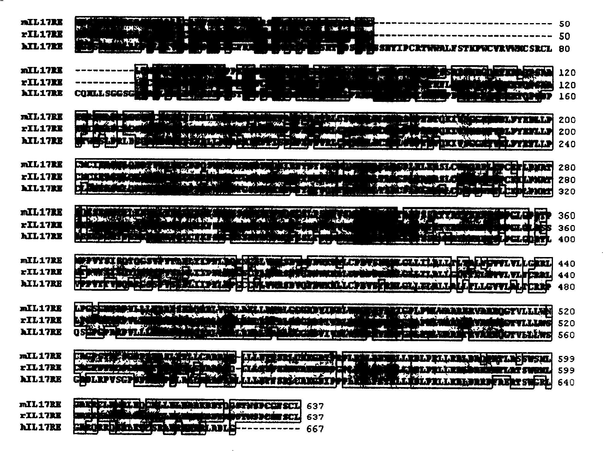 Interleukin-17 acceptor, and its coding gene and application