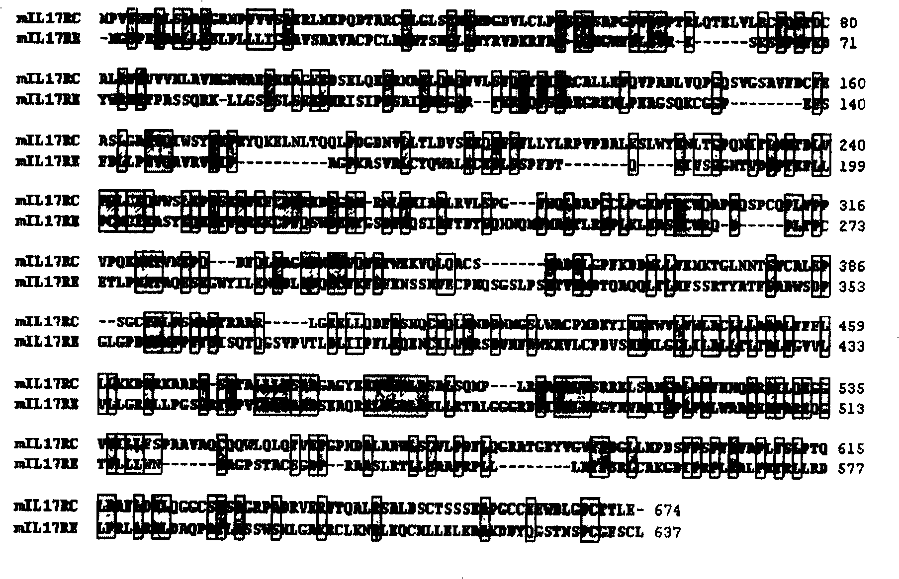 Interleukin-17 acceptor, and its coding gene and application