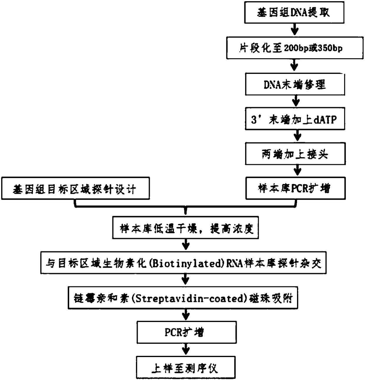 A DNA probe library, detection method and kit for hybridizing microsatellite loci associated with microsatellite instability