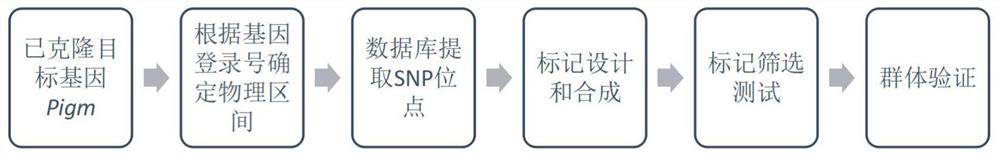 Development and application of SNP markers for broad-spectrum blast resistance gene pigm in rice