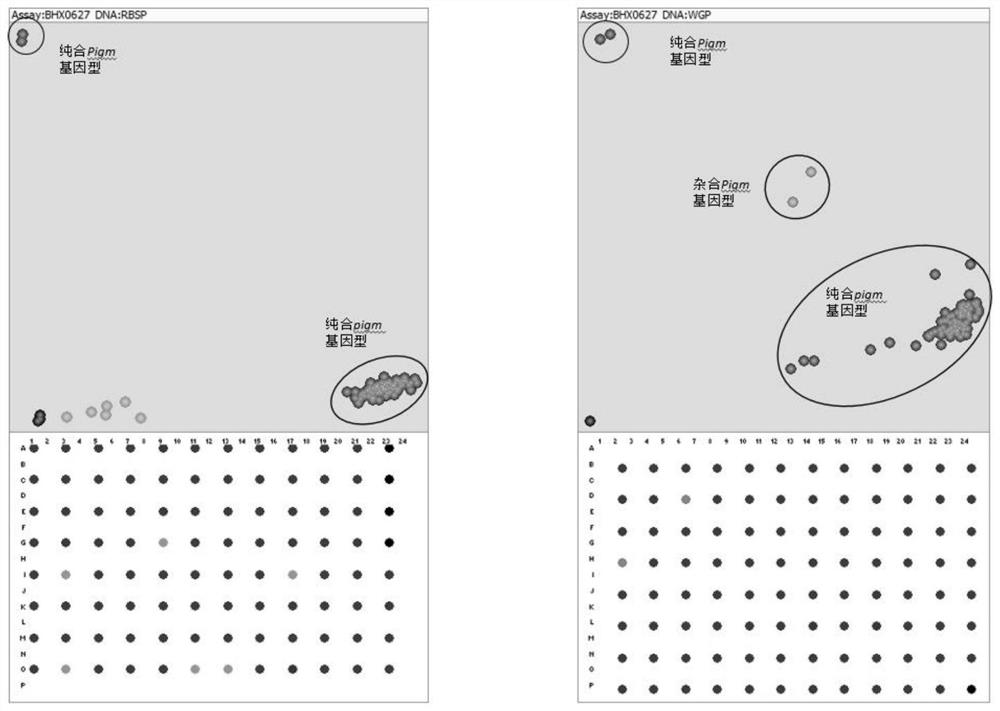 Development and application of SNP markers for broad-spectrum blast resistance gene pigm in rice