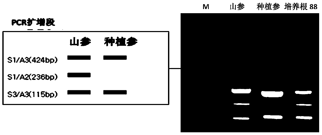 A kind of method adopting bioreactor to produce cultured root of wild ginseng