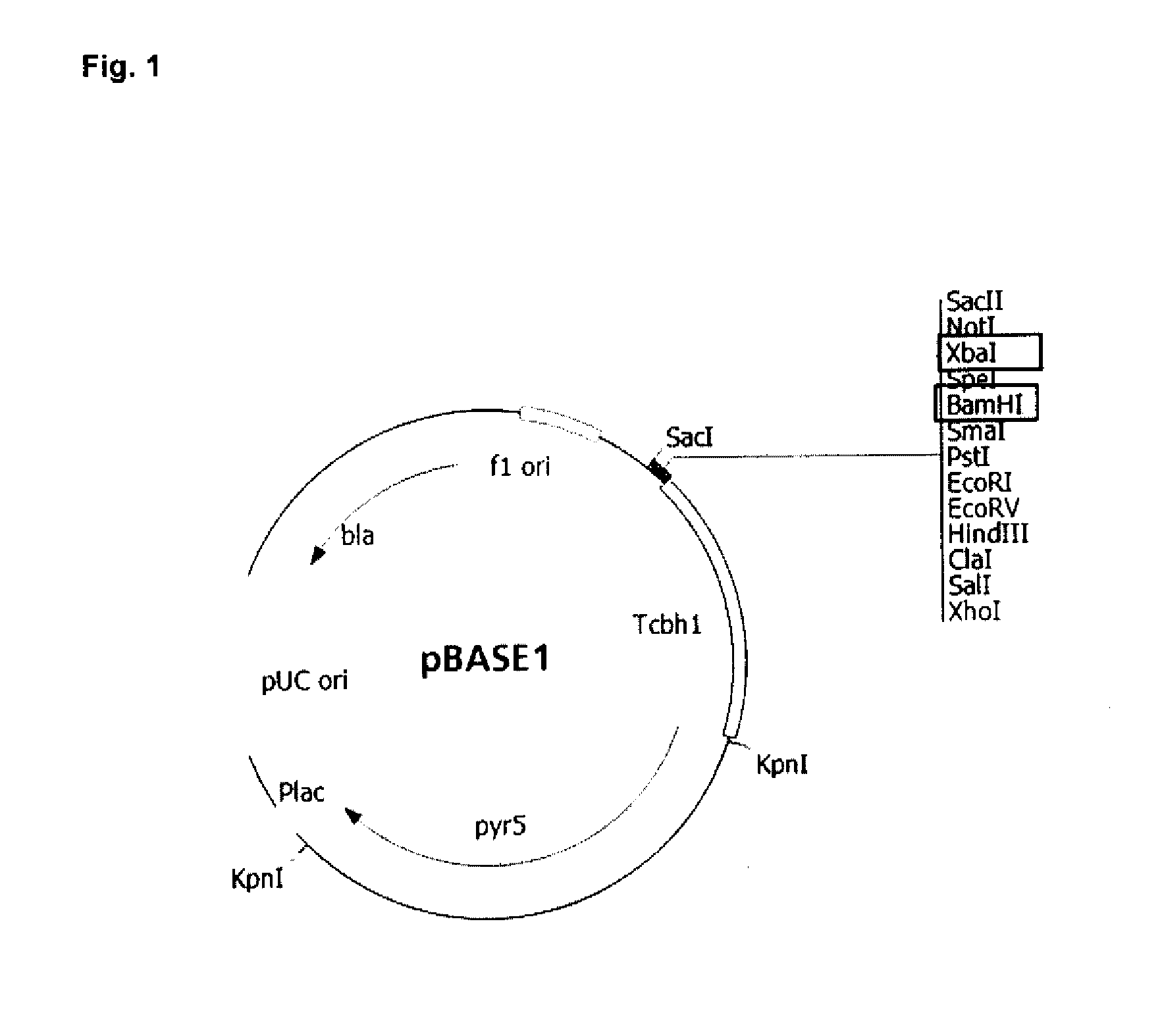 Expression of Recombinant Beta-Xylosidase Enzymes