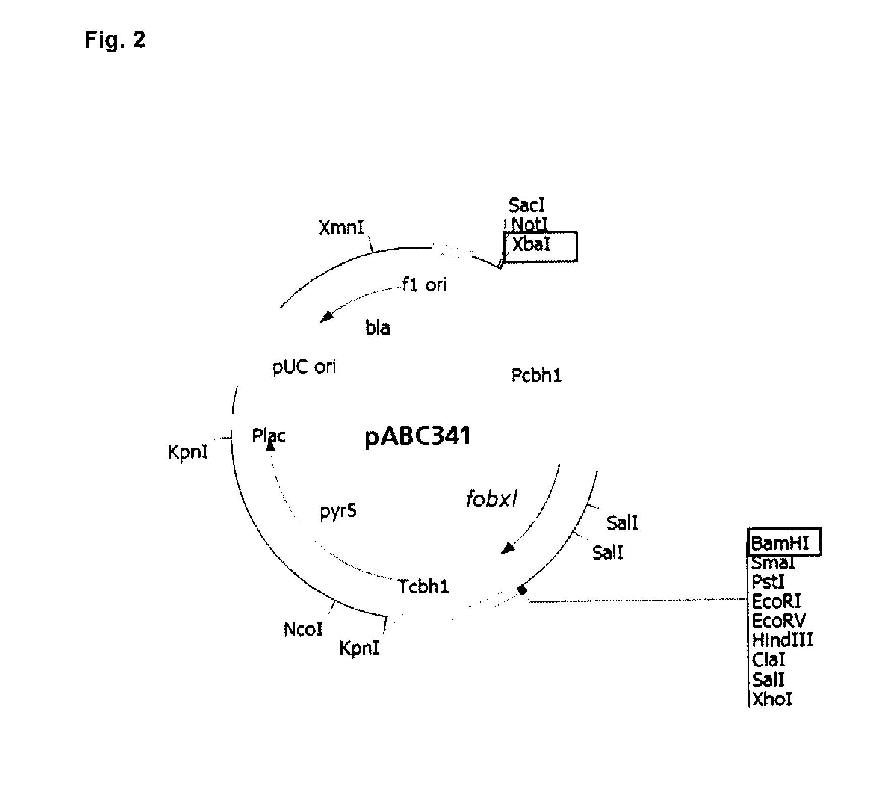 Expression of Recombinant Beta-Xylosidase Enzymes