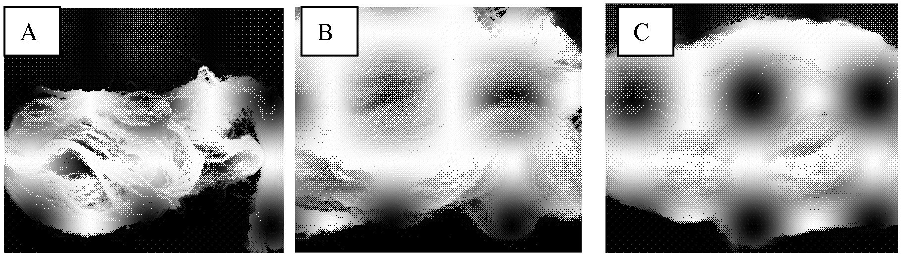 Method for preparing carrageenan fibers with alkaline dissolution process