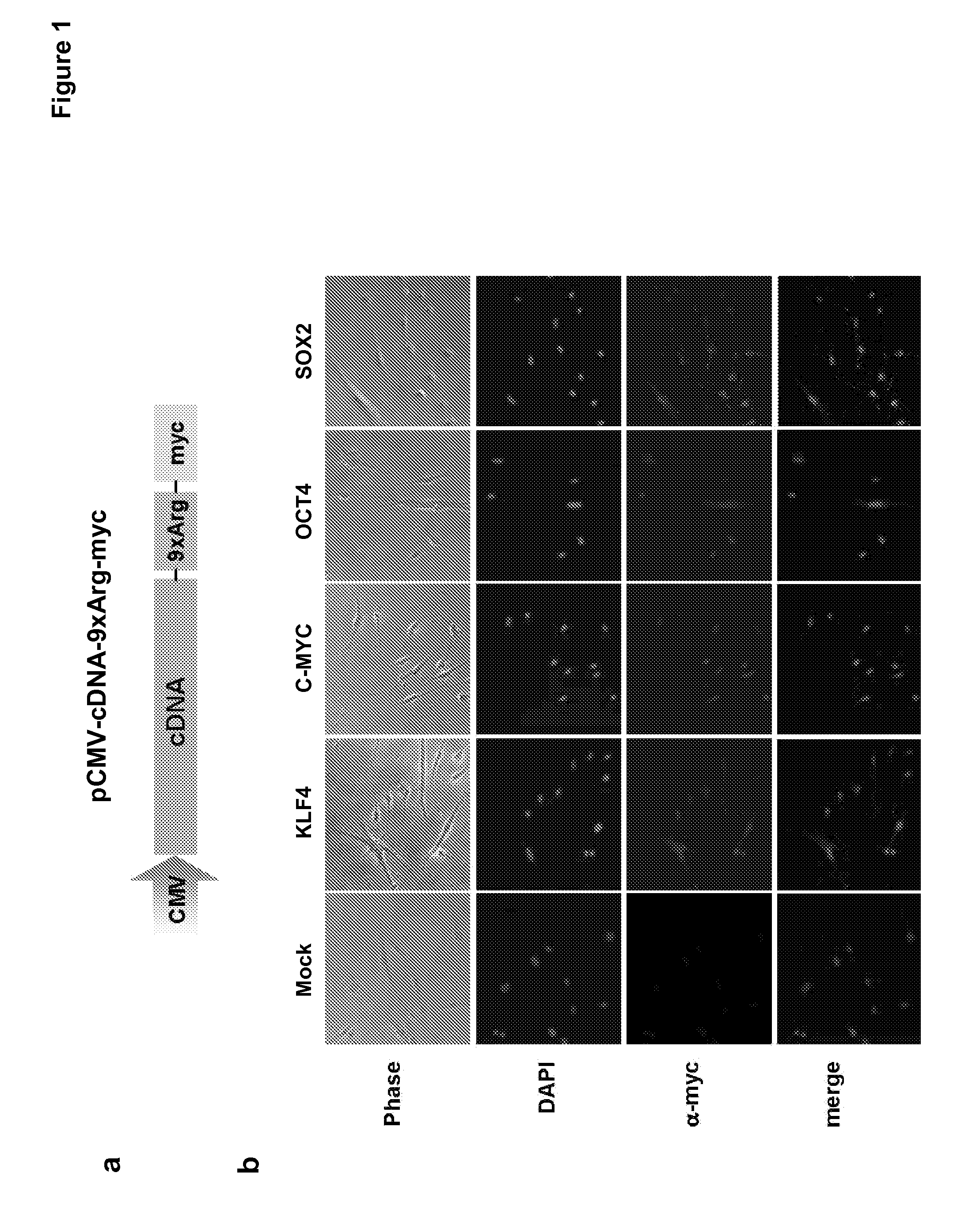 Induced pluripotent stem cells