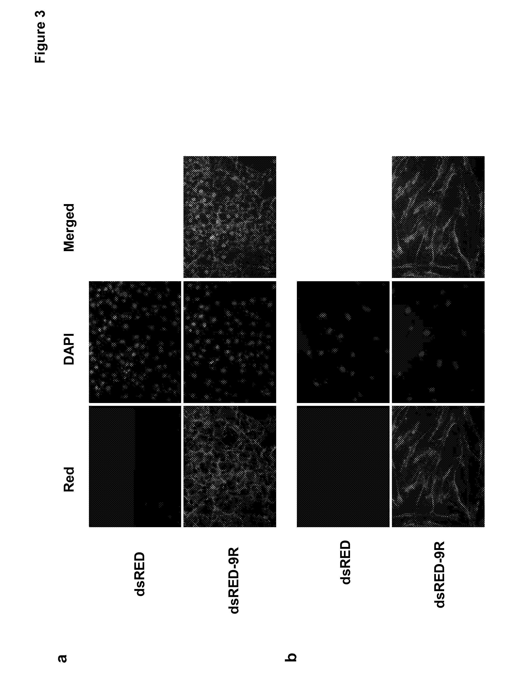 Induced pluripotent stem cells