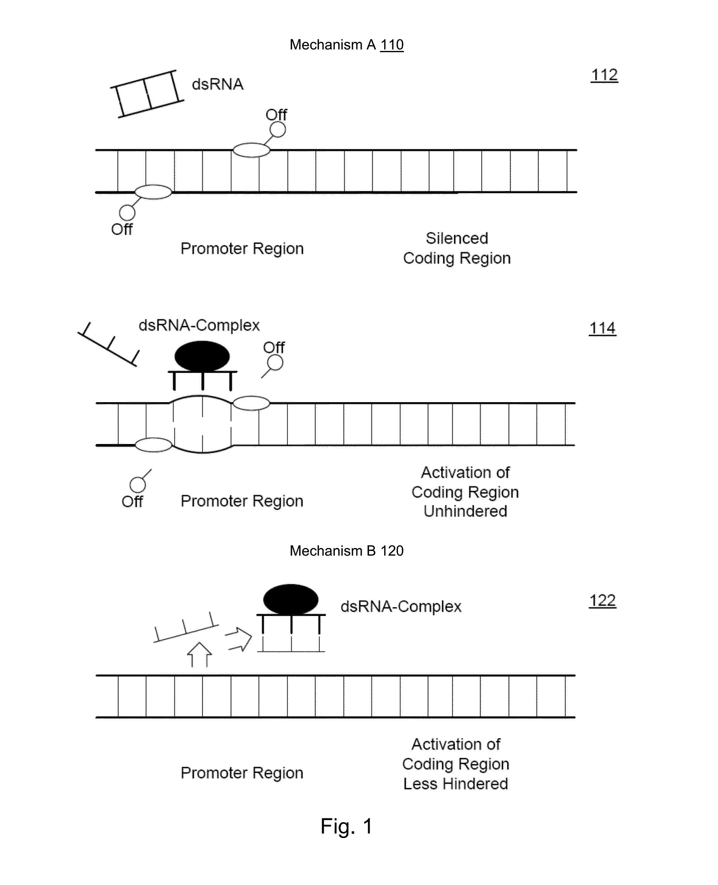 Albumin production and cell proliferation