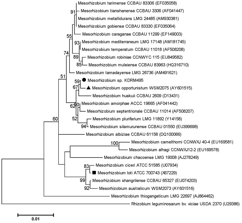 Mesorhizobium KDRM495 and application thereof