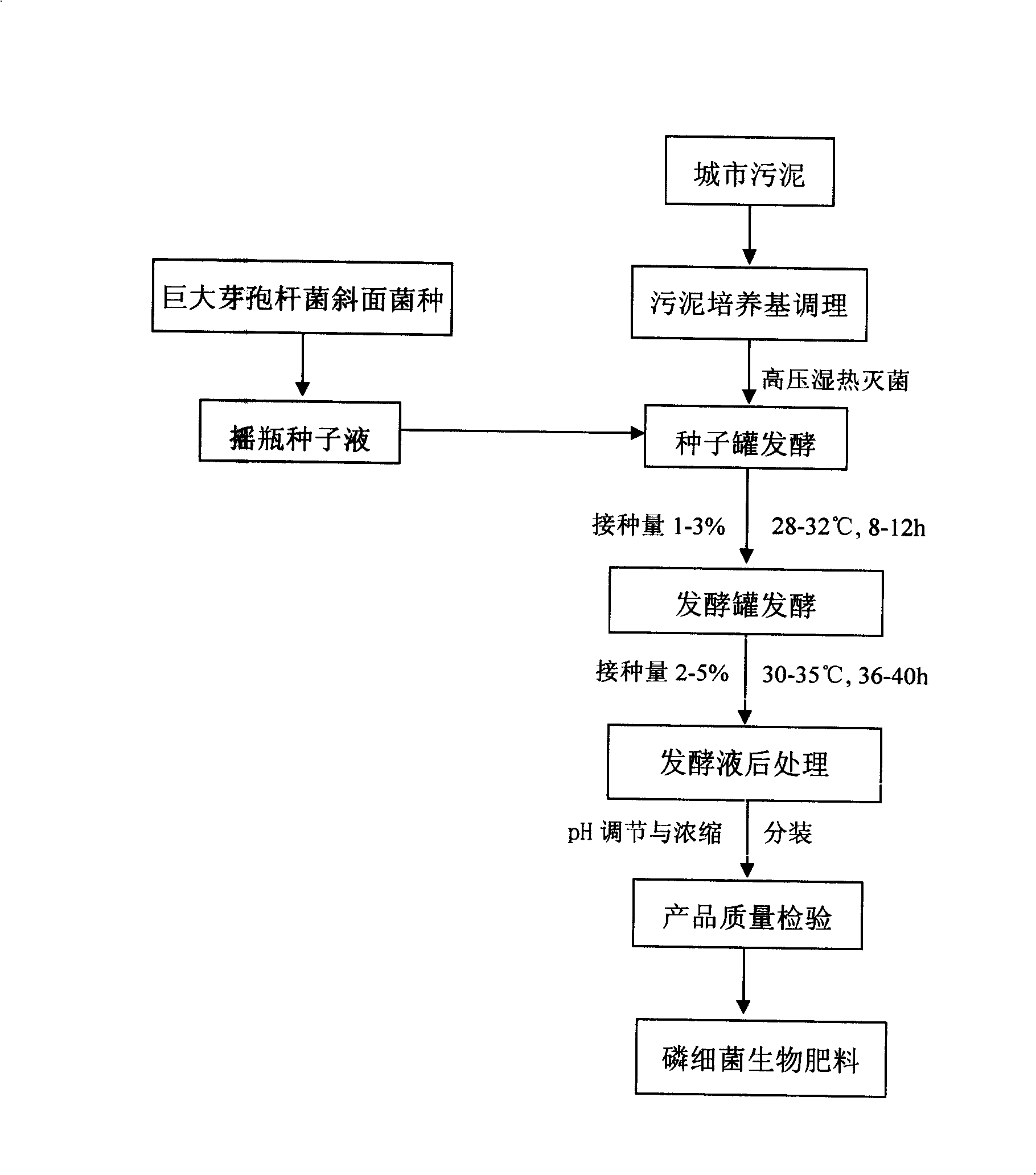 Method for producing phosphobacteria bio-fertilizer by using urban sludge