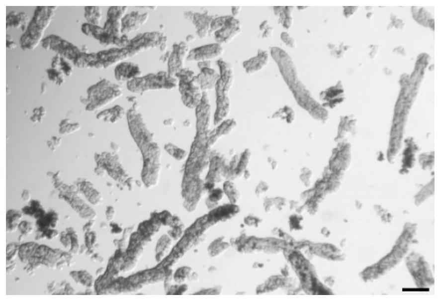 Pig stomach bottom gland stem cell separation and three-dimensional organ culture method