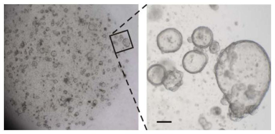 Pig stomach bottom gland stem cell separation and three-dimensional organ culture method