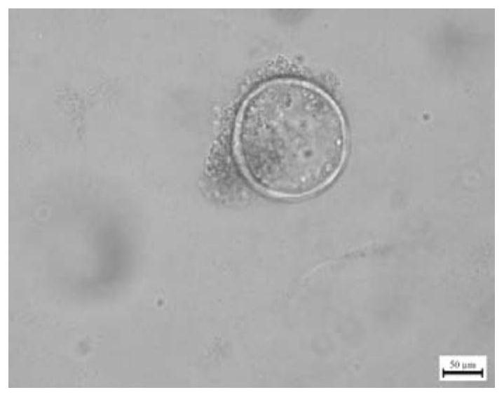 Pig stomach bottom gland stem cell separation and three-dimensional organ culture method