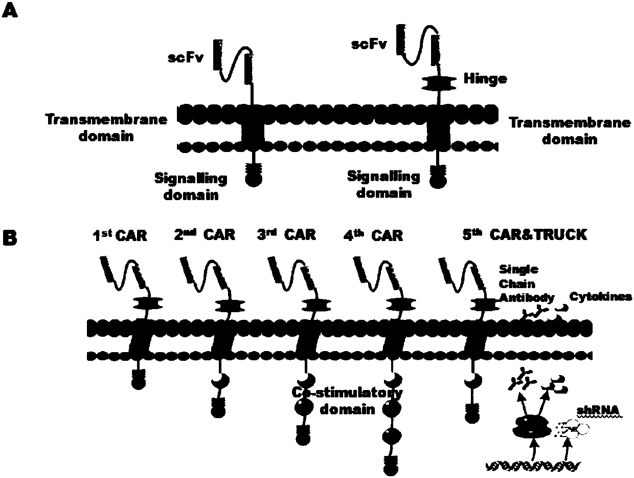 CAR-T cells with inhibited sterol o-acyltransferase 1 (SOAT1) as well as preparation method and application of CAR-T (Chimeric Antigen Receptor-T-cell Immunotherapy) cells