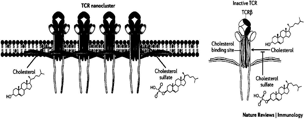 CAR-T cells with inhibited sterol o-acyltransferase 1 (SOAT1) as well as preparation method and application of CAR-T (Chimeric Antigen Receptor-T-cell Immunotherapy) cells