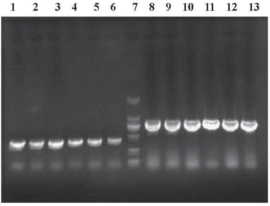 Kit for identifying virulent strain and attenuated vaccine strain of duck tembusu virus and use thereof