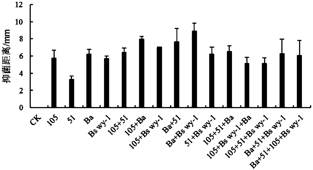 Biocontrol microbial inoculum composition for controlling gray mold and leaf mold of tomatoes