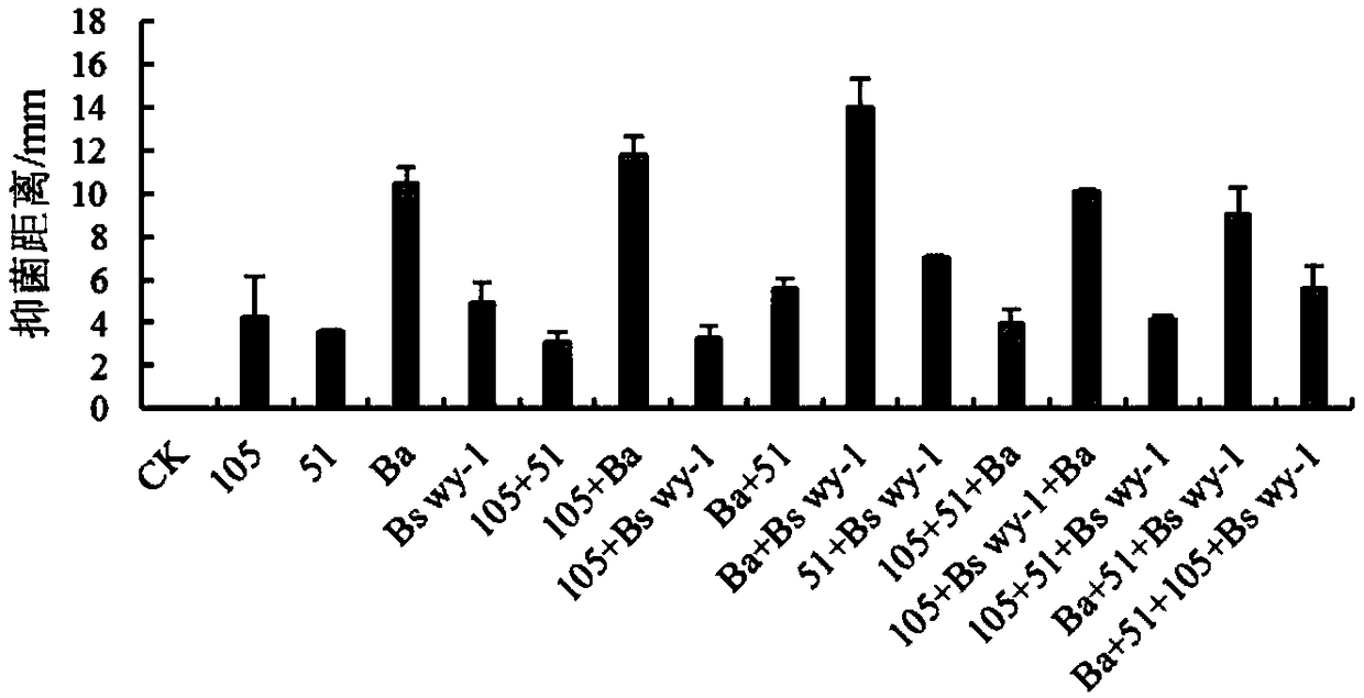 Biocontrol microbial inoculum composition for controlling gray mold and leaf mold of tomatoes