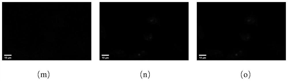 Triazole active molecule-based photoaffinity probe molecule as well as preparation method and application thereof