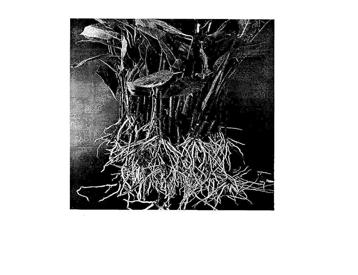 Rapid rooting method of tianshanica cerasus green wood cutting