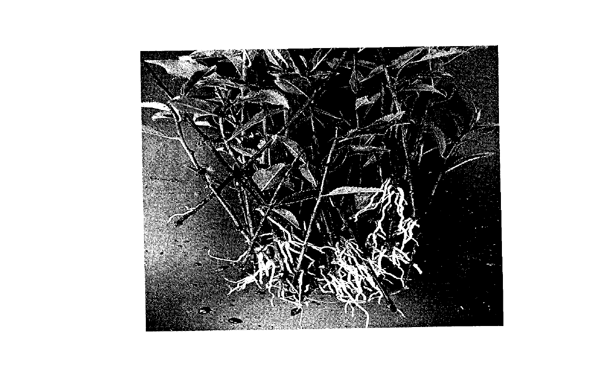 Rapid rooting method of tianshanica cerasus green wood cutting