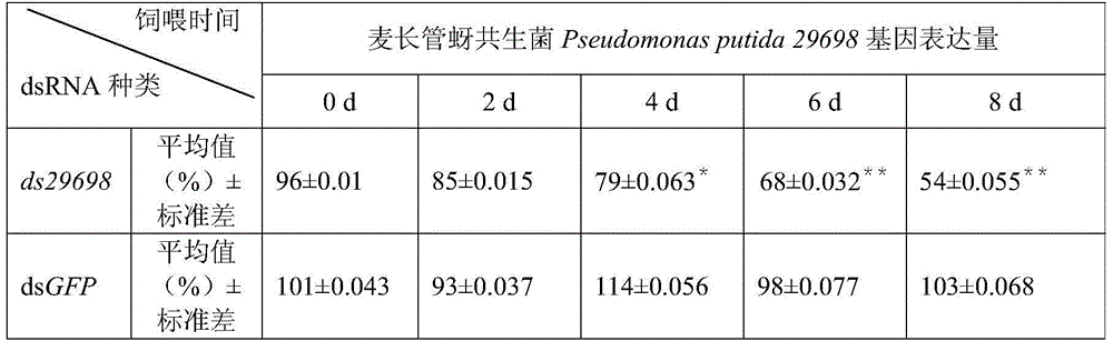 A kind of dsRNA of aphid symbiont gene and its application in reducing the survival rate of aphid