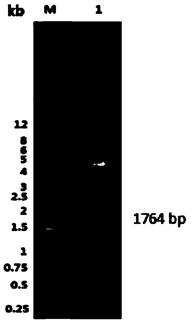 A method for preparing gosling plague virus-like particles using Escherichia coli system