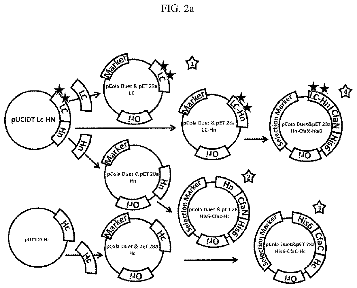 Method for safely producing botulinum neurotoxin