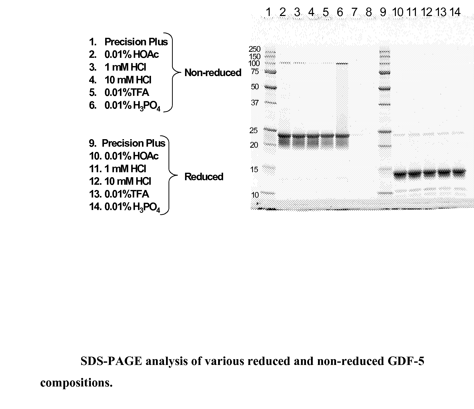 Gdf-5 protein storage