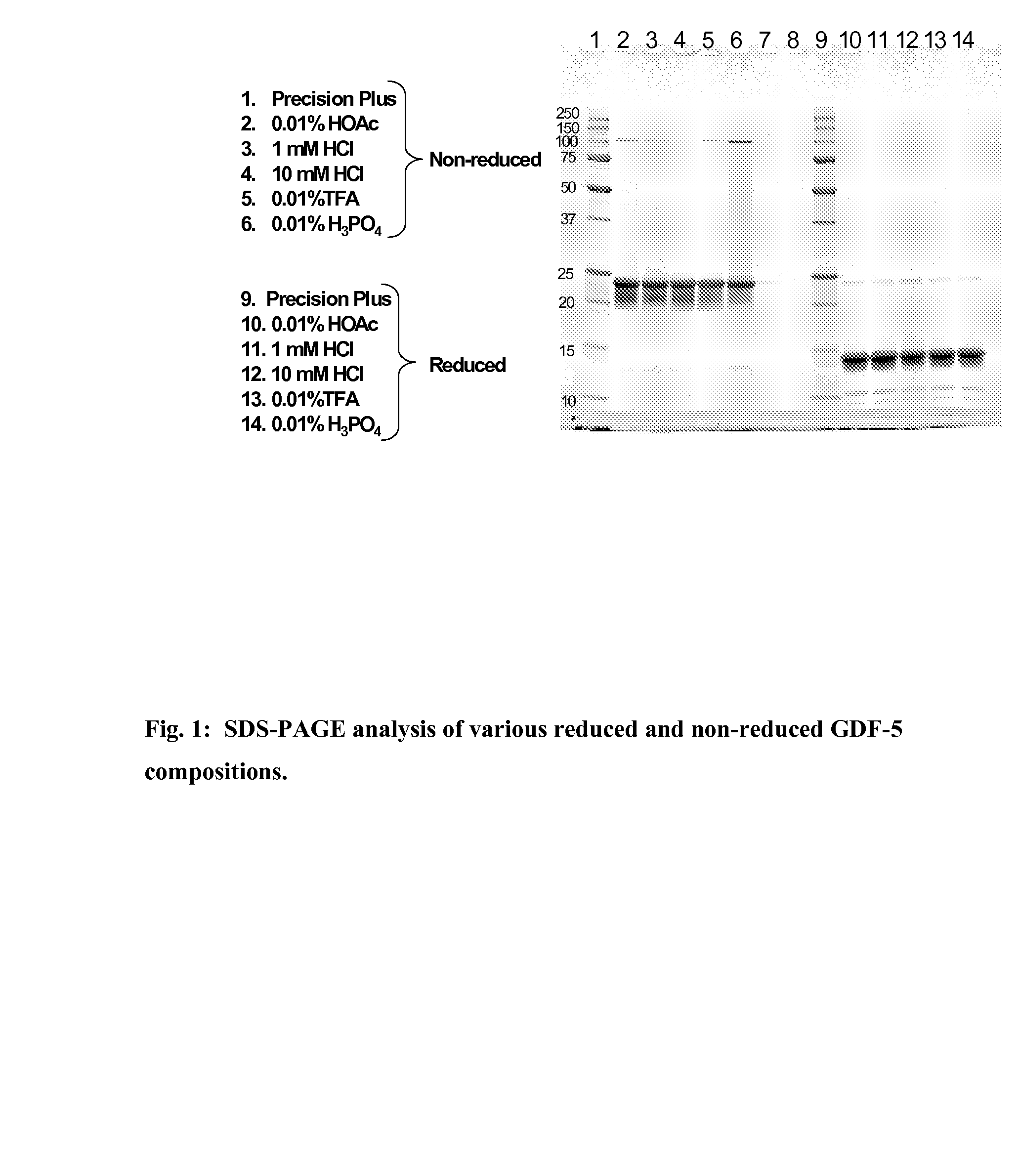 Gdf-5 protein storage