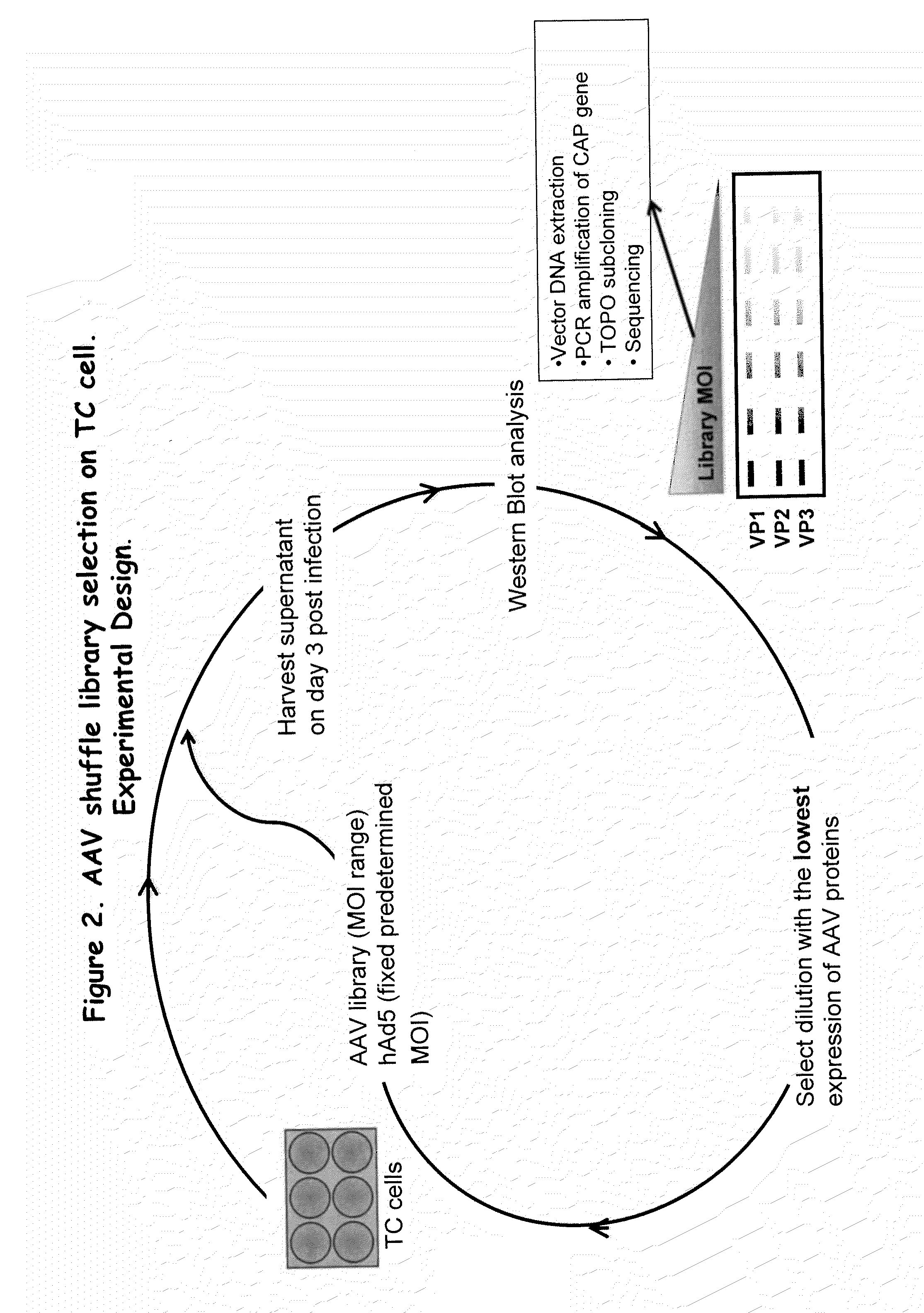 Aav capsid proteins for nucleic acid transfer