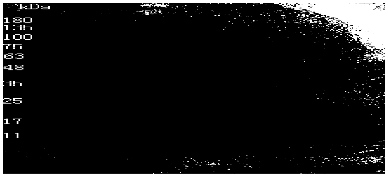 Method for preparing urokinase and freeze-dried powder of urokinase